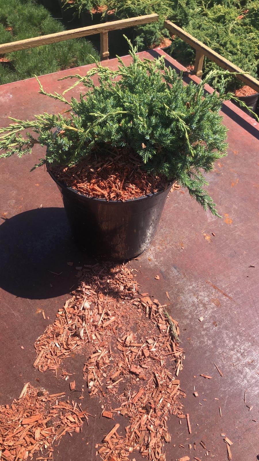 Можжевельник чешуйчатый Холгер